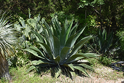 Giant Agave (Agave salmiana var. ferox) at Lakeshore Garden Centres