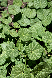 White Veined Hardy Dutchman's Pipe (Aristolochia fimbriata) at Lakeshore Garden Centres
