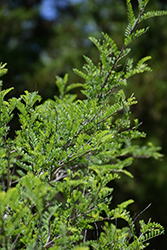 Texas Kidneywood (Eysenhardtia texana) at Lakeshore Garden Centres