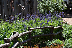 Mealy Cup Sage (Salvia farinacea) at Lakeshore Garden Centres
