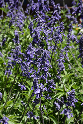 Mealy Cup Sage (Salvia farinacea) at Lakeshore Garden Centres