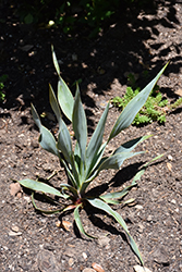 Twistleaf Yucca (Yucca rupicola) at Lakeshore Garden Centres