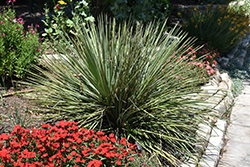 Hedgehog Agave (Agave stricta) at Lakeshore Garden Centres
