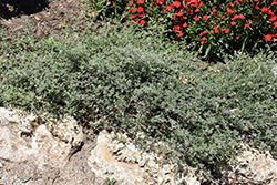 Trailing Indigo Bush (Dalea greggii) at Lakeshore Garden Centres