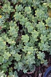 Palmer's Stonecrop (Sedum palmeri) at Lakeshore Garden Centres