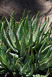 Blue Elf Aloe (Aloe 'Blue Elf') at Lakeshore Garden Centres