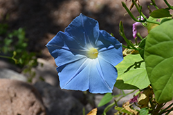 Heavenly Blue Morning Glory (Ipomoea tricolor 'Heavenly Blue') at Peter Knippel Garden Centre