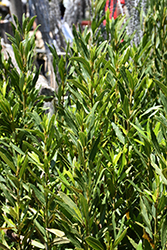 Emerald Wave Sweet Bay (Laurus nobilis 'Monem') at Lakeshore Garden Centres