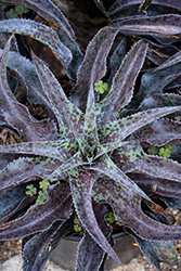 Desert Dragon Mangave (Mangave 'Desert Dragon') at Lakeshore Garden Centres