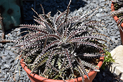 Brittle Star Dyckia (Dyckia 'Brittle Star') at Lakeshore Garden Centres