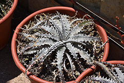 White Dyckia (Dyckia marnier-lapostollei) at Lakeshore Garden Centres