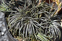 Frazzle Dazzle Dyckia (Dyckia 'Frazzle Dazzle') at Lakeshore Garden Centres
