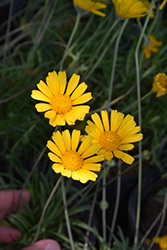 Four-nerve Daisy (Tetraneuris scaposa) at Lakeshore Garden Centres