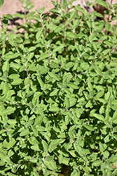 Sicilian Oregano (Origanum x majoricum 'Sicilian') at Lakeshore Garden Centres