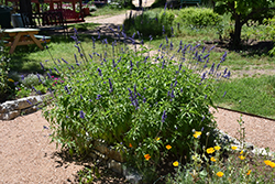 Mexican Bush Sage (Salvia leucantha) at Lakeshore Garden Centres