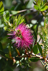 Jeffers Bottlebrush (Callistemon citrinus 'Jeffers') at Lakeshore Garden Centres