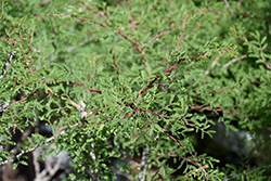 Fragrant Mimosa (Mimosa borealis) at Lakeshore Garden Centres