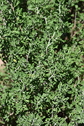 Heavenly Cloud Texas Sage (Leucophyllum 'Heavenly Cloud') at Lakeshore Garden Centres