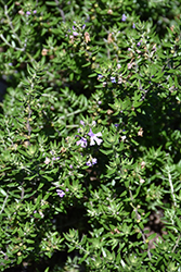 Blue Gem Coast Rosemary (Westringia 'WES03') at Lakeshore Garden Centres