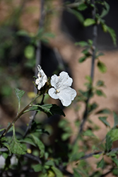 Little-leaf Cordia (Cordia parvifolia) at Lakeshore Garden Centres