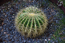 Golden Barrel Cactus (Echinocactus grusonii) at Golden Acre Home & Garden