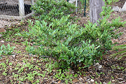 Bluescape Myrtle Leaf Distylium (Distylium myricoides 'RLH-DM1ER') at Lakeshore Garden Centres