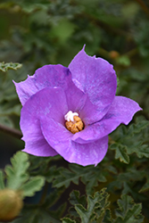 Lilac Hibiscus (Alyogyne huegelii) at Lakeshore Garden Centres