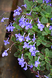 Concord Blue Cape Primrose (Streptocarpus saxorum 'Concord Blue') at Lakeshore Garden Centres