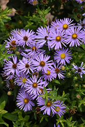 Aromatic Aster (Symphyotrichum oblongifolium) at Lakeshore Garden Centres