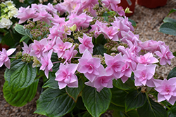 Star Gazer Hydrangea (Hydrangea macrophylla 'Kompeito') at Lakeshore Garden Centres