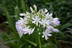 Queen Mum Agapanthus (Agapanthus praecox 'PMN06') at Lakeshore Garden Centres