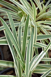 Tinkerbell Agapanthus (Agapanthus 'Tinkerbell') at Lakeshore Garden Centres