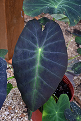 Black Beauty Elephant Ear (Colocasia esculenta 'Black Beauty') at Lakeshore Garden Centres