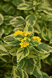 Yellow Variegated Lantana (Lantana camara 'Yellow Variegated') at Lakeshore Garden Centres