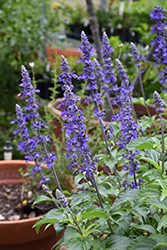 Mystic Spires Sage (Salvia 'Mystic Spires') at Lakeshore Garden Centres