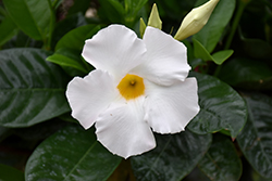 White Mandevilla (Mandevilla 'White') at Lakeshore Garden Centres