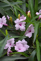 Katie Pink Dwarf Mexican Petunia (Ruellia brittoniana 'Katie Pink') at Lakeshore Garden Centres