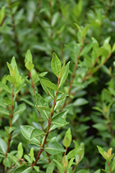 Walter's Viburnum (Viburnum obovatum) at Lakeshore Garden Centres
