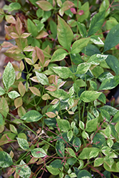 Twilight Nandina (Nandina domestica 'Twilight') at Lakeshore Garden Centres