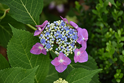 Seaside Serenade Cape May Hydrangea (Hydrangea serrata 'SMMAKF2MT') at Lakeshore Garden Centres