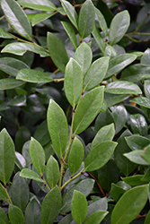 Emerald Heights Evergreen Distylium (Distylium 'Emerald Heights') at Lakeshore Garden Centres