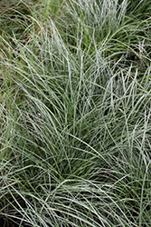 El Toro Bull Grass (Muhlenbergia emersleyi 'El Toro') at Lakeshore Garden Centres