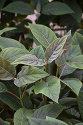 Plum Passion Hydrangea (Hydrangea aspera 'Koki') at Lakeshore Garden Centres