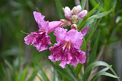 Bubba Desert Willow (Chilopsis linearis 'Bubba') at Lakeshore Garden Centres