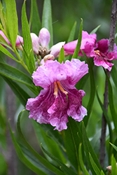 Bubba Desert Willow (Chilopsis linearis 'Bubba') at Lakeshore Garden Centres
