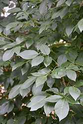 Texas Ash (Fraxinus texensis) at Lakeshore Garden Centres