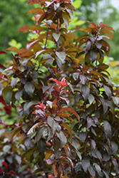 Purple Pride Plum (Prunus 'Purple Pride') at Lakeshore Garden Centres