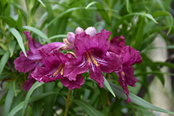Burgundy Desert Willow (Chilopsis linearis 'Burgundy') at Lakeshore Garden Centres