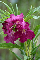 Sweet Katie Burgundy Desert Willow (Chilopsis linearis 'Sweet Katie Burgundy') at Lakeshore Garden Centres