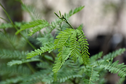 Leslie Roy Mesquite (Prosopis 'Leslie Roy') at Lakeshore Garden Centres